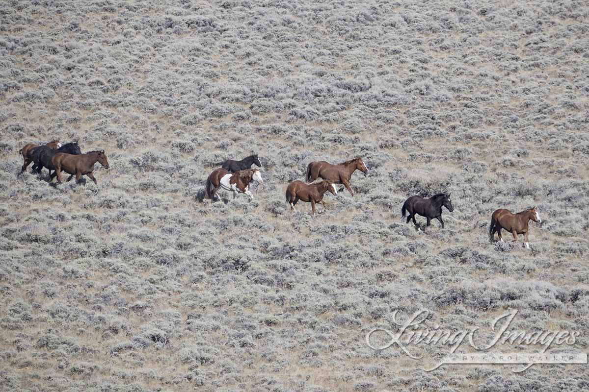 TRVL Overpacker Wheat - Lined with Wild Horses