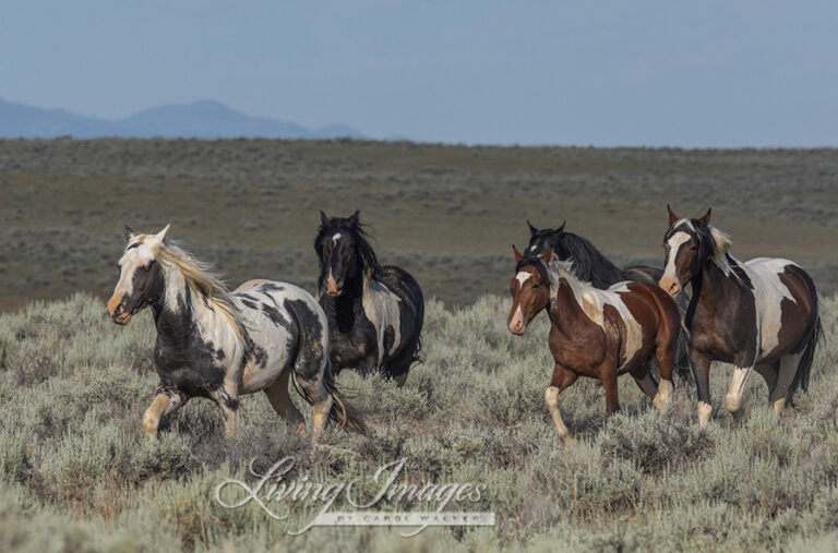 Action Alert! Keep the McCullough Peaks Herd Intact: Comment Now - Wild ...