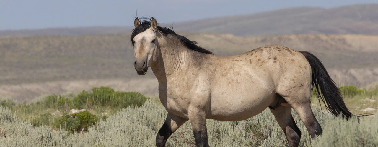 Freedom for Wild Horses with Carol J. Walker | Wild Horses vs Livestock on Public Lands: Interview with Erik Molvar