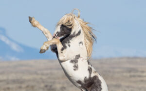 Freedom for Wild Horses with Carol J. Walker | A Tribute to Thor, Wild Stallion of McCullough Peaks