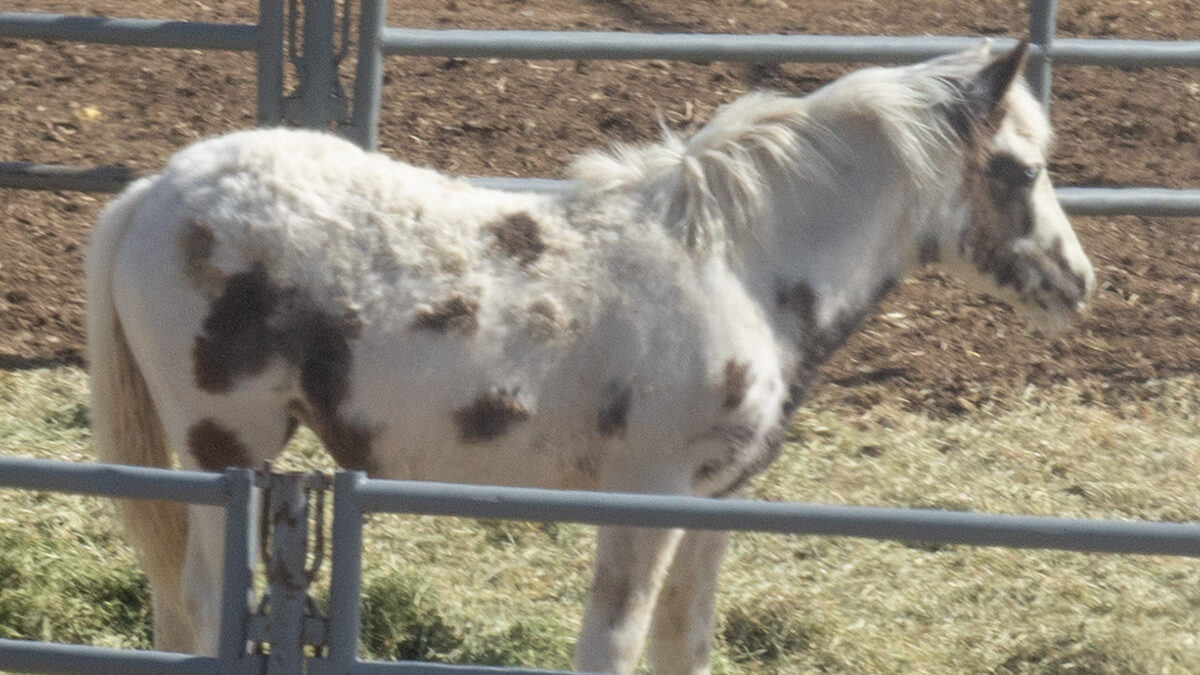 Freedom for Wild Horses with Carol J. Walker | The Online Corral