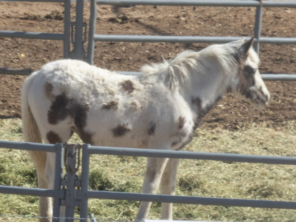 Freedom for Wild Horses with Carol J. Walker | The Online Corral