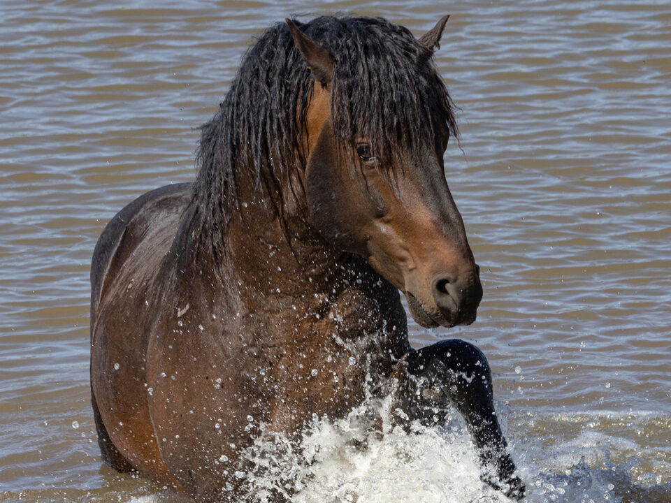 Freedom for Wild Horses with Carol J. Walker | Wild Curly Horses