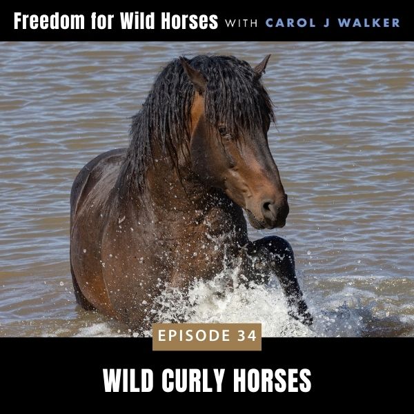 Freedom for Wild Horses with Carol J. Walker | Wild Curly Horses