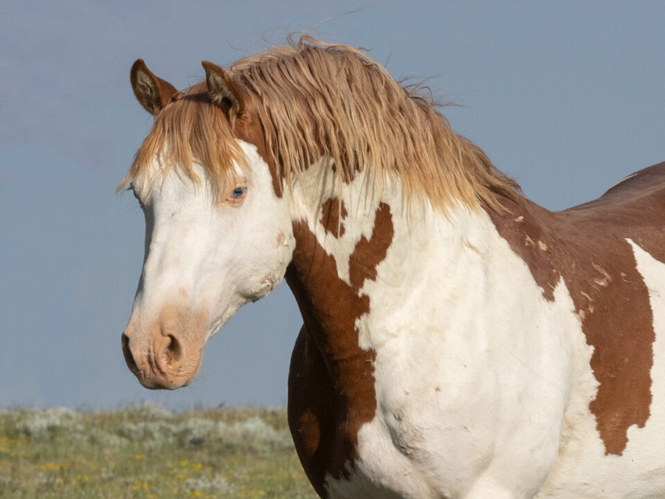 Freedom for Wild Horses with Carol J. Walker | Revisiting AWHC Wyoming Lawsuit: Interview with Suzanne Roy