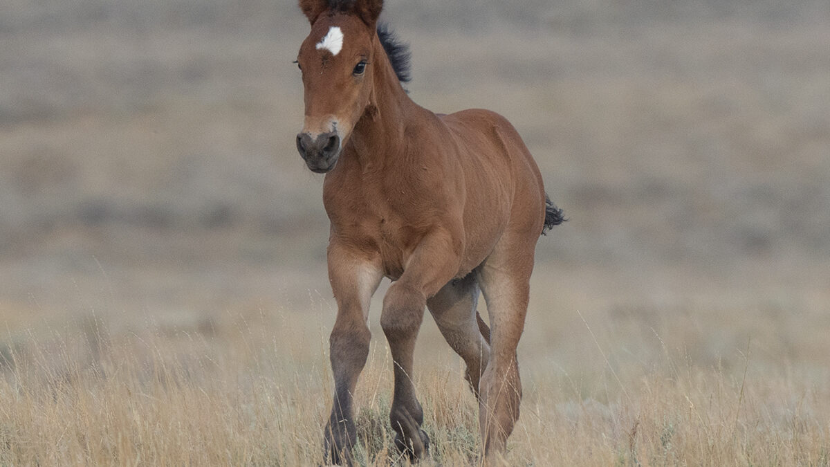 Freedom for Wild Horses with Carol J. Walker | Observing a Roundup