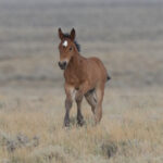 Freedom for Wild Horses with Carol J. Walker | Observing a Roundup