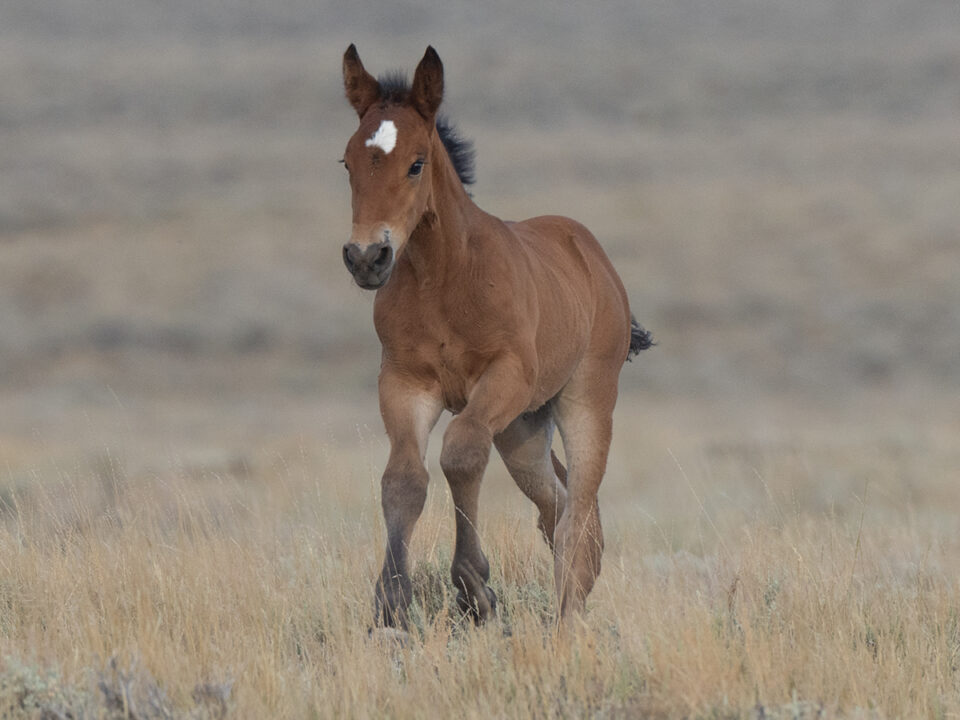 Freedom for Wild Horses with Carol J. Walker | Observing a Roundup