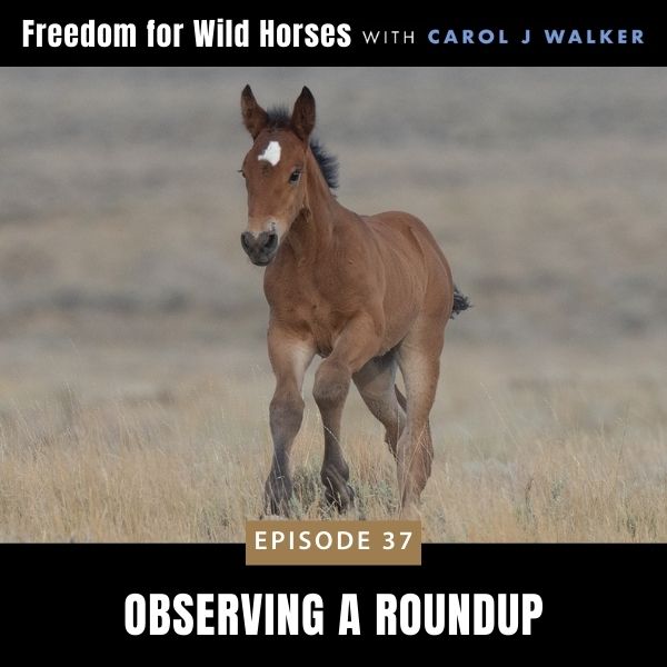 Freedom for Wild Horses with Carol J. Walker | Observing a Roundup