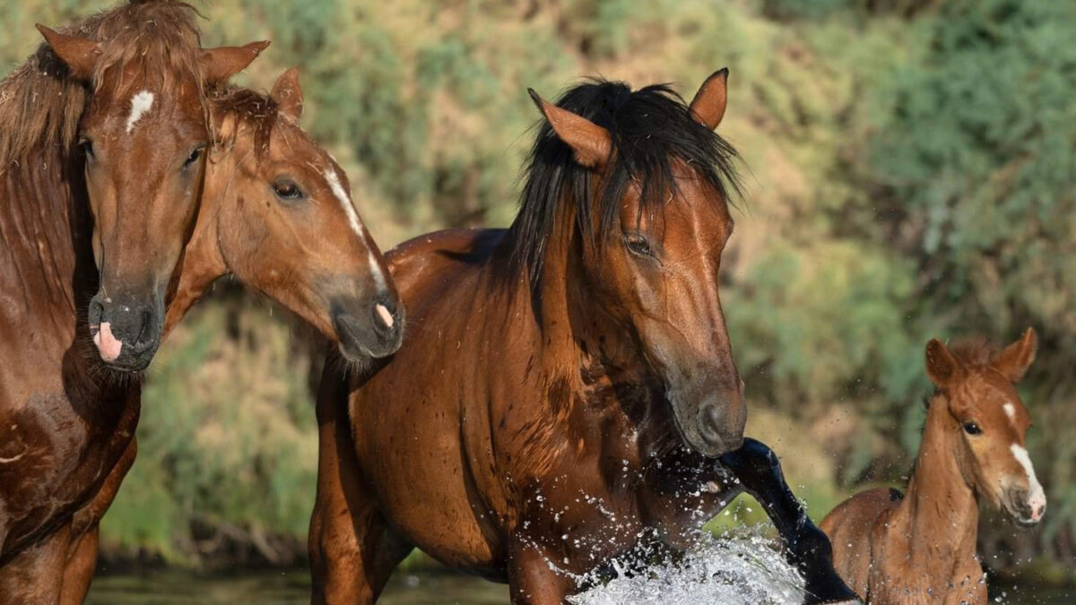 Freedom for Wild Horses with Carol J. Walker | Protecting the Salt River Wild Horses: Interview with Simone Netherlands