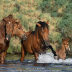 Freedom for Wild Horses with Carol J. Walker | Protecting the Salt River Wild Horses: Interview with Simone Netherlands