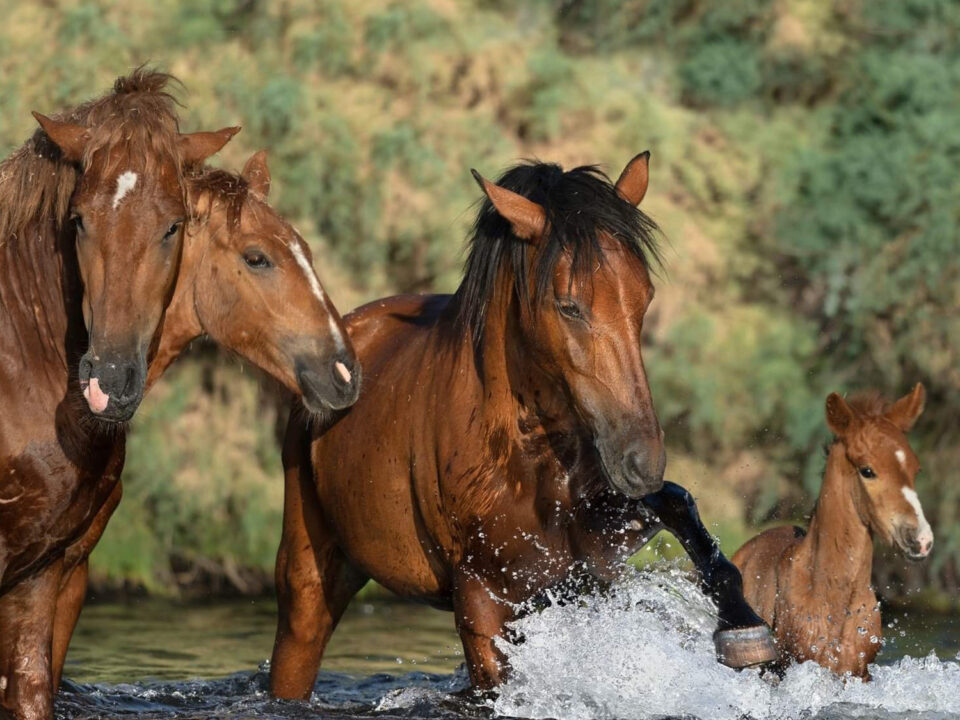Freedom for Wild Horses with Carol J. Walker | Protecting the Salt River Wild Horses: Interview with Simone Netherlands