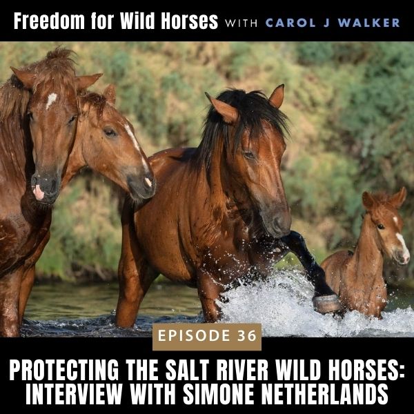 Freedom for Wild Horses with Carol J. Walker | Protecting the Salt River Wild Horses: Interview with Simone Netherlands