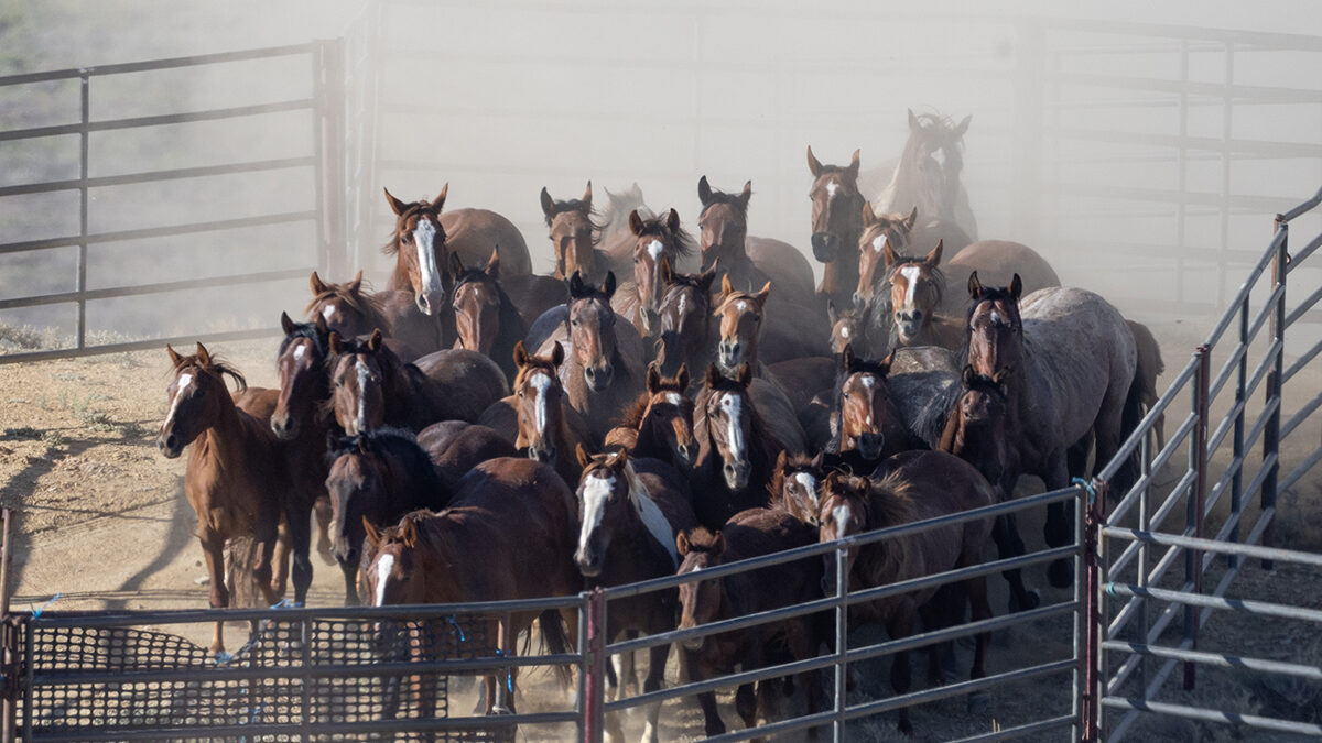 Freedom for Wild Horses with Carol J. Walker | The Consequences of a Roundup: The White Mountain Herd