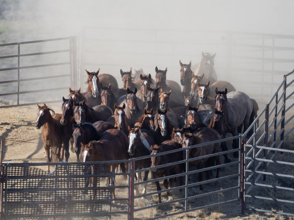 Freedom for Wild Horses with Carol J. Walker | The Consequences of a Roundup: The White Mountain Herd