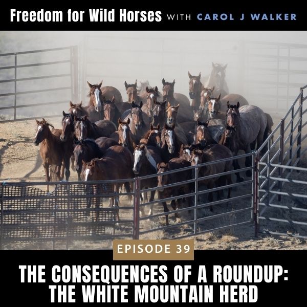 Freedom for Wild Horses with Carol J. Walker | The Consequences of a Roundup: The White Mountain Herd