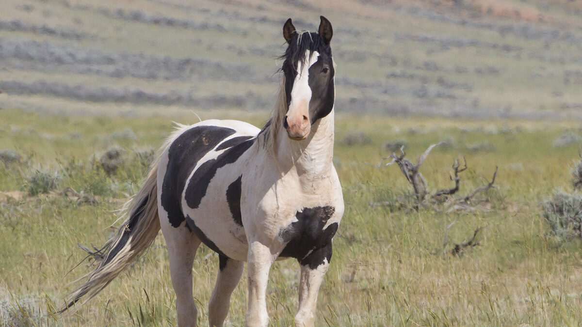 Freedom for Wild Horses with Carol J. Walker | Two Unforgettable Wild Stallions