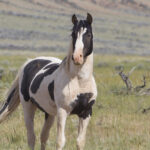 Freedom for Wild Horses with Carol J. Walker | Two Unforgettable Wild Stallions