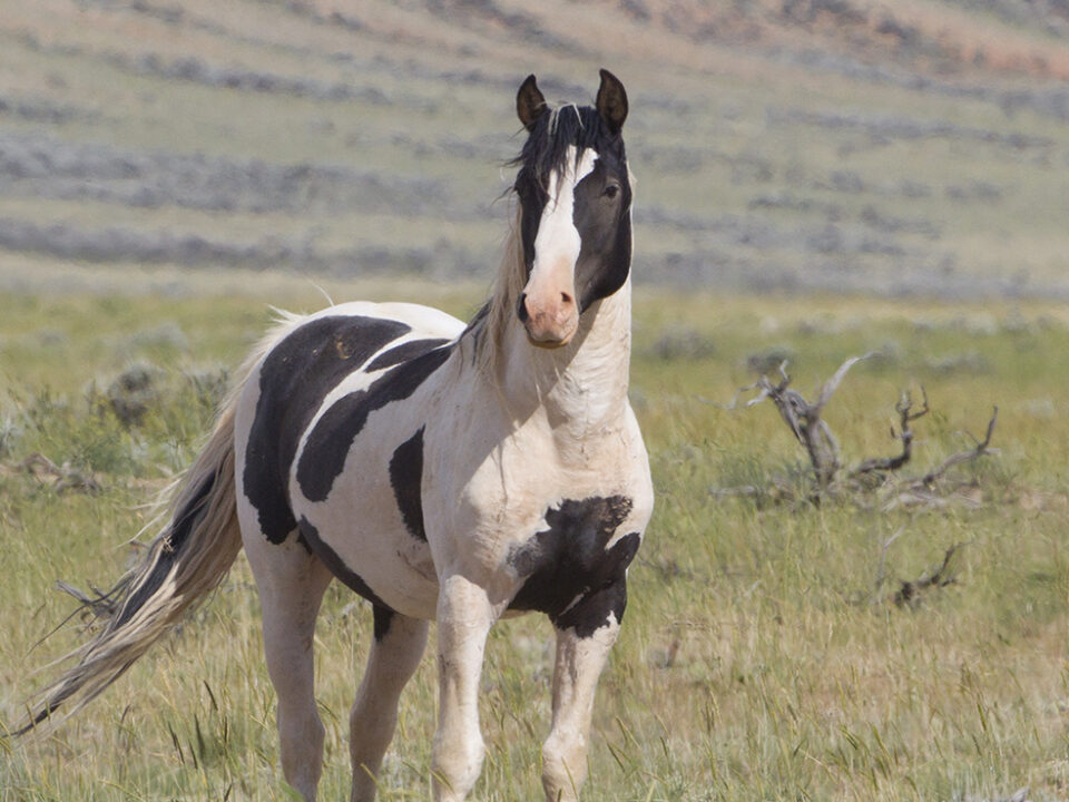 Freedom for Wild Horses with Carol J. Walker | Two Unforgettable Wild Stallions