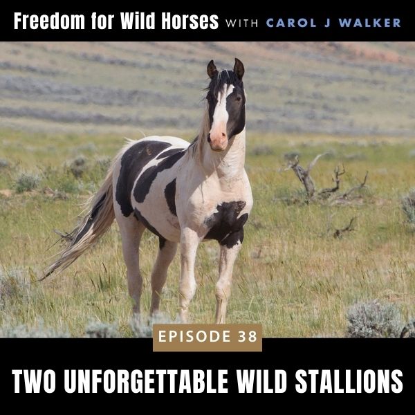 Freedom for Wild Horses with Carol J. Walker | Two Unforgettable Wild Stallions