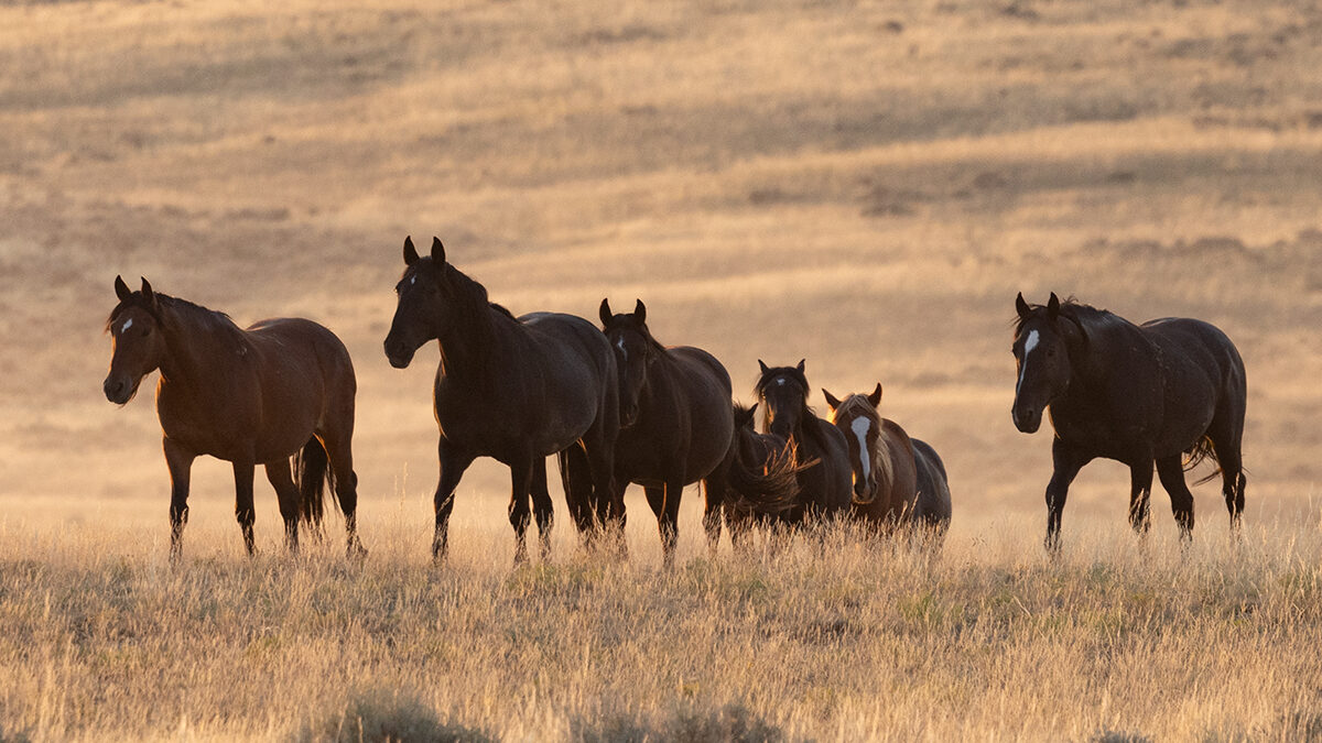 Freedom for Wild Horses with Carol J. Walker | Consequences of the Path Forward for Wild Horses - Interview with Debbie Coffey