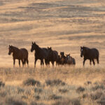 Freedom for Wild Horses with Carol J. Walker | Consequences of the Path Forward for Wild Horses - Interview with Debbie Coffey