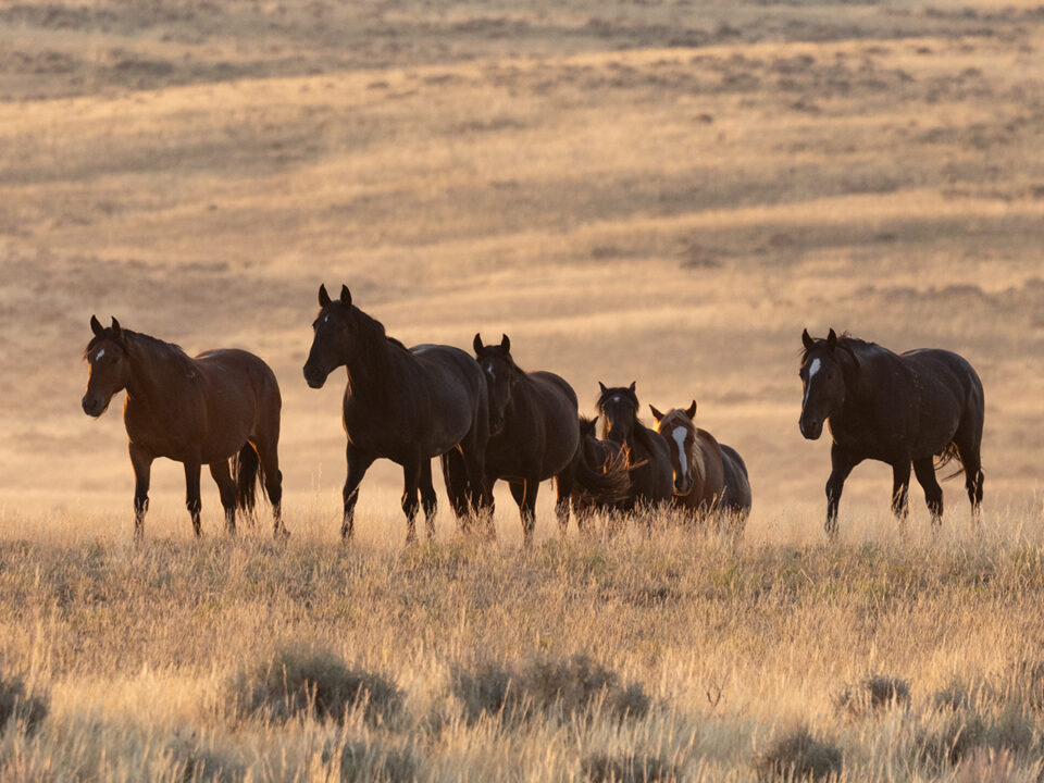 Freedom for Wild Horses with Carol J. Walker | Consequences of the Path Forward for Wild Horses - Interview with Debbie Coffey