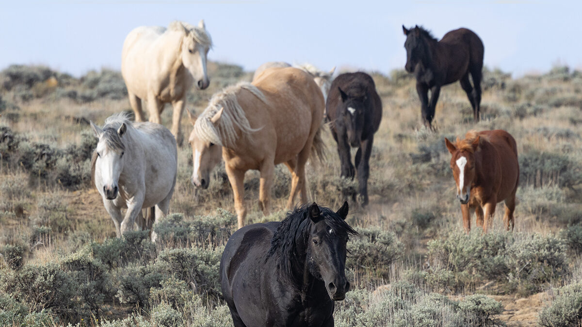 Freedom for Wild Horses with Carol J. Walker | Update on Checkerboard Litigation: Interview with Suzanne Roy and Joanna Grossman