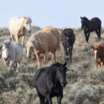 Freedom for Wild Horses with Carol J. Walker | Update on Checkerboard Litigation: Interview with Suzanne Roy and Joanna Grossman