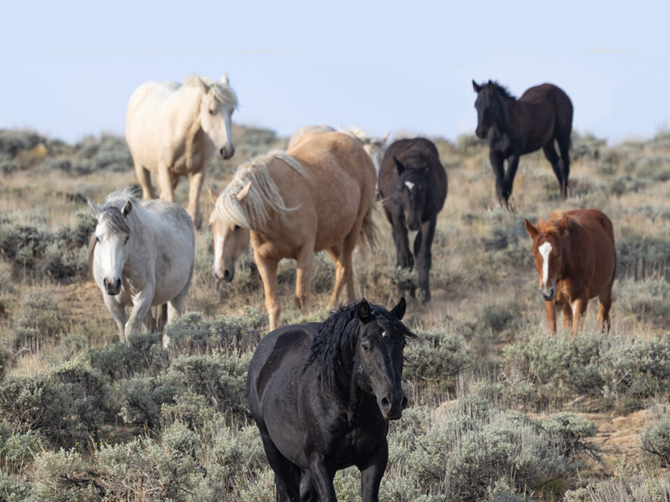 Freedom for Wild Horses with Carol J. Walker | Update on Checkerboard Litigation: Interview with Suzanne Roy and Joanna Grossman