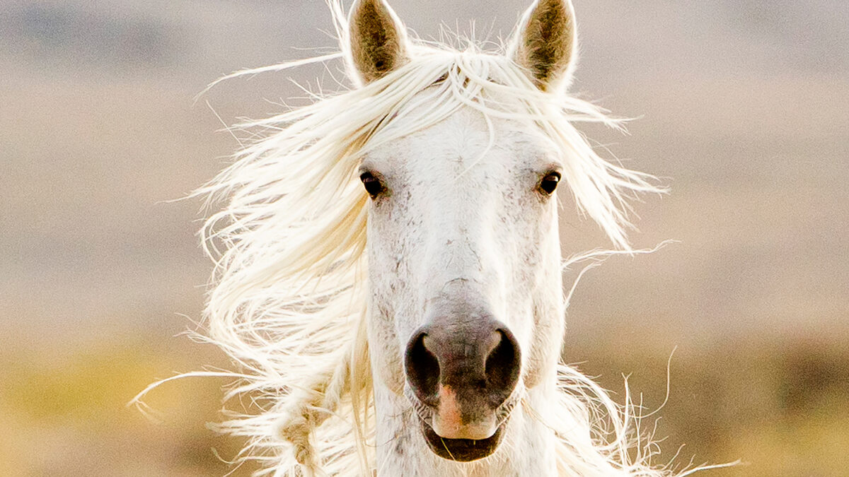 Freedom for Wild Horses with Carol J. Walker | Revisiting A Vision for Wild Horses