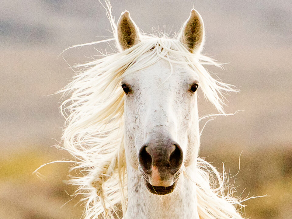 Freedom for Wild Horses with Carol J. Walker | Revisiting A Vision for Wild Horses