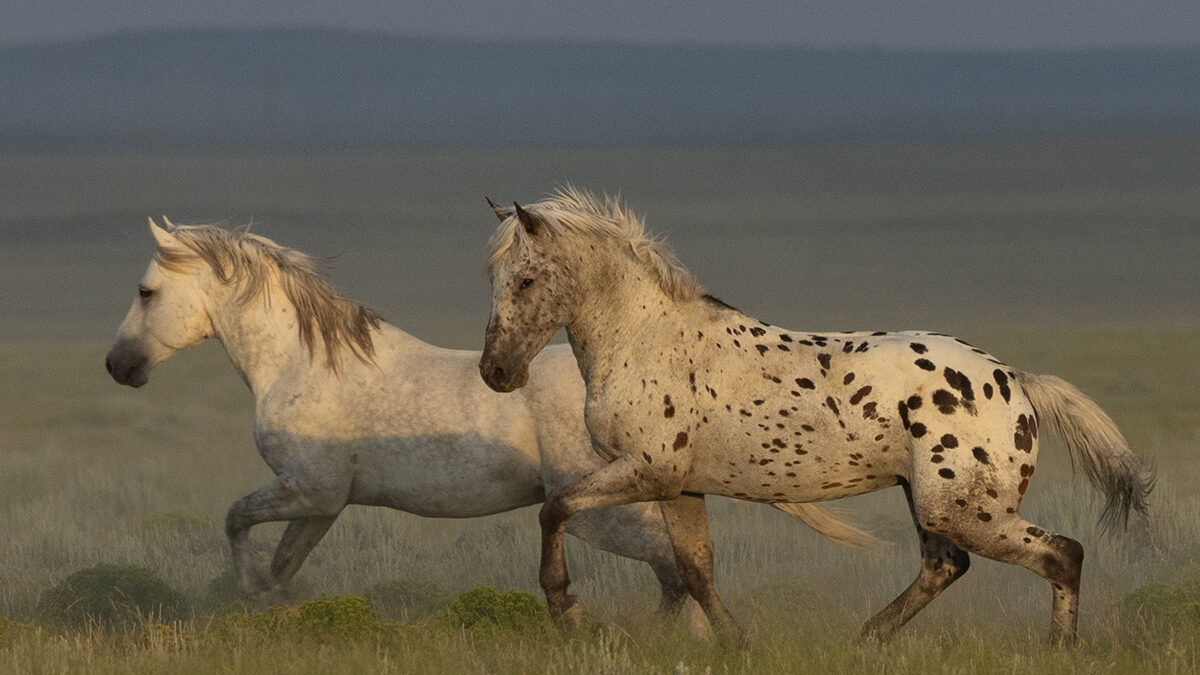 Freedom for Wild Horses with Carol J. Walker | Looking Glass the Wild Leopard Appaloosa Stallion