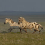 Freedom for Wild Horses with Carol J. Walker | Looking Glass the Wild Leopard Appaloosa Stallion