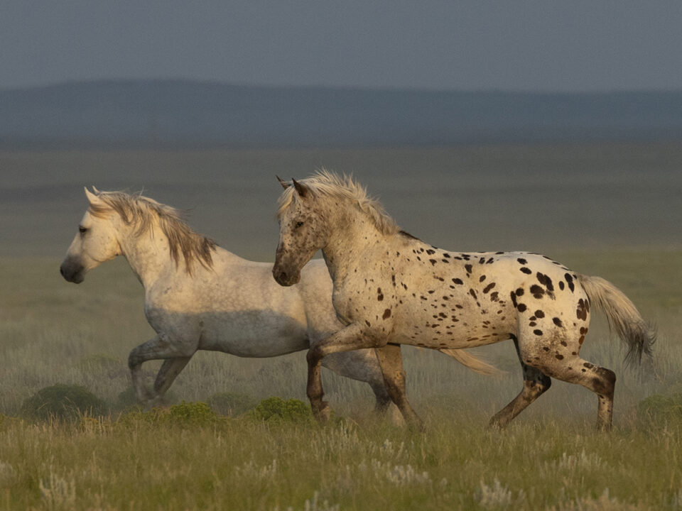 Freedom for Wild Horses with Carol J. Walker | Looking Glass the Wild Leopard Appaloosa Stallion