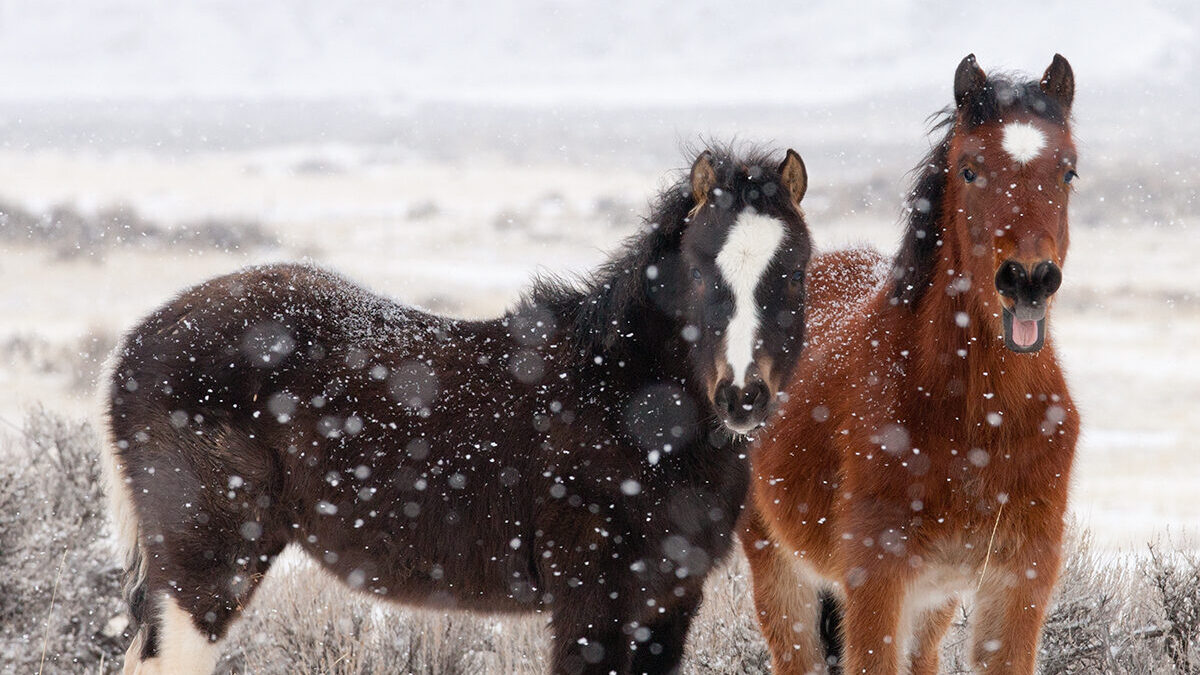 Freedom for Wild Horses with Carol J. Walker | Visiting Wild Horses in Winter