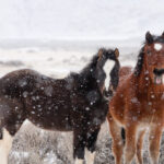 Freedom for Wild Horses with Carol J. Walker | Visiting Wild Horses in Winter