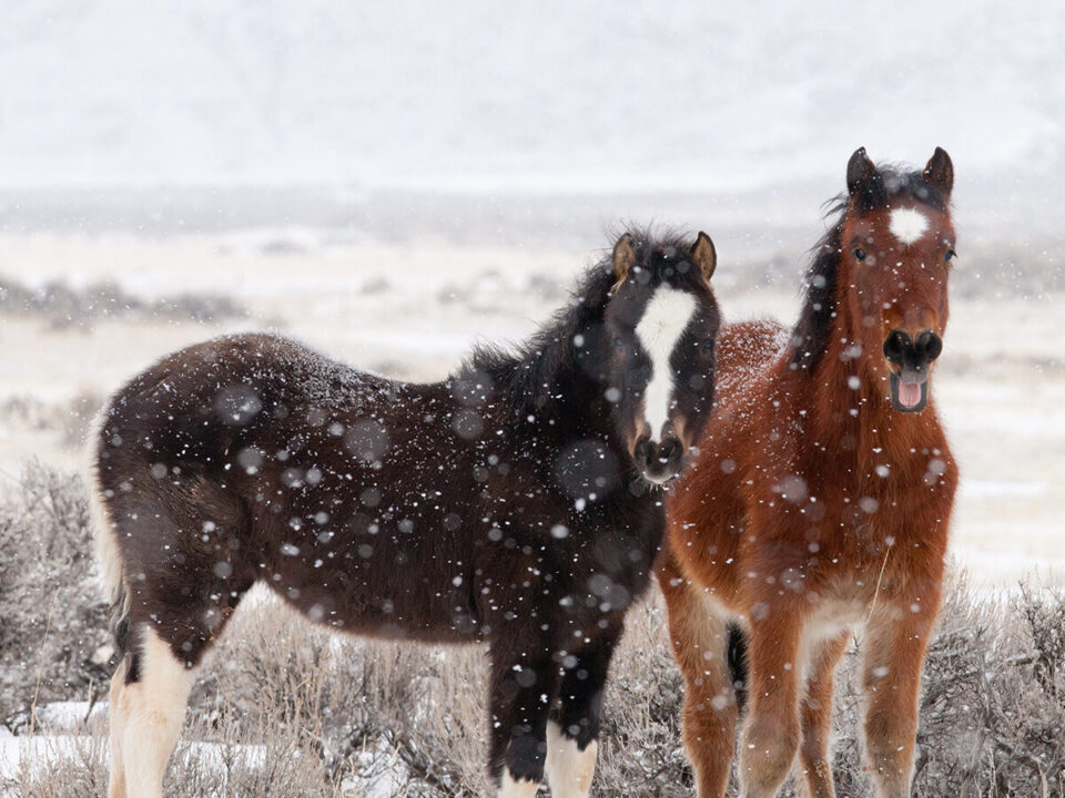 Freedom for Wild Horses with Carol J. Walker | Visiting Wild Horses in Winter