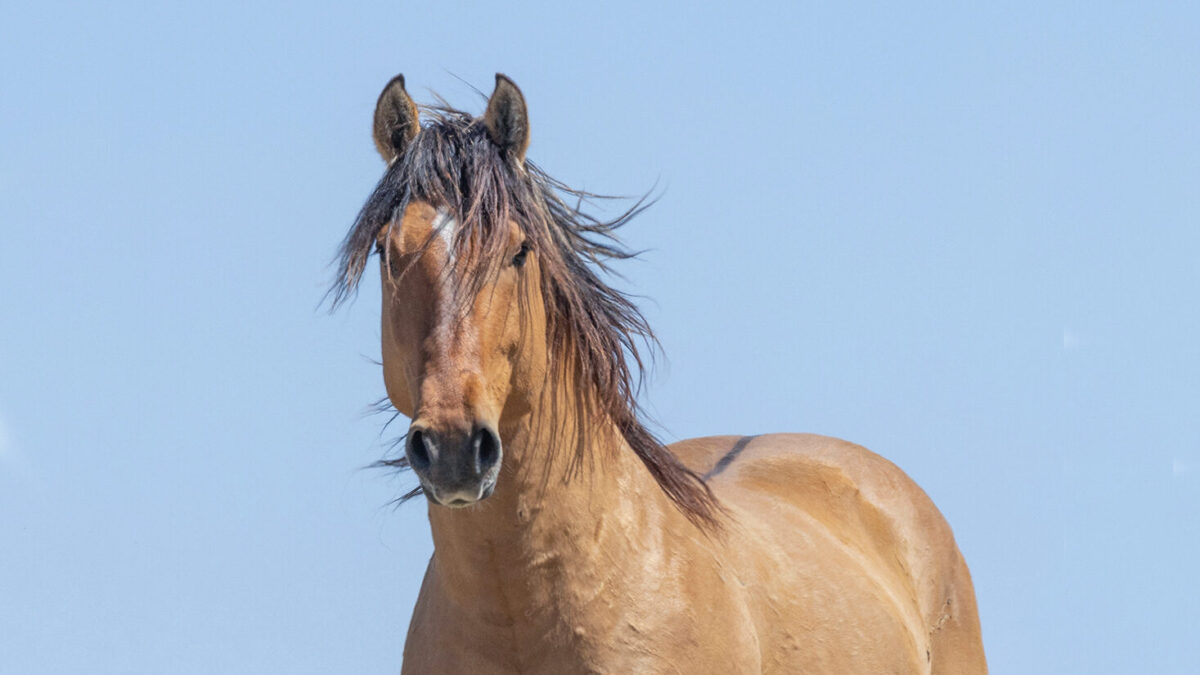 Freedom for Wild Horses with Carol J. Walker | Wolves and Wild Horses: Interview with Ashley Avis