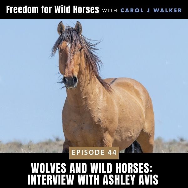 Freedom for Wild Horses with Carol J. Walker | Wolves and Wild Horses: Interview with Ashley Avis