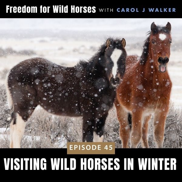 Freedom for Wild Horses with Carol J. Walker | Visiting Wild Horses in Winter