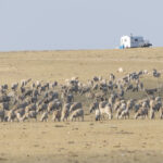 Freedom for Wild Horses with Carol J. Walker | Rock Spring Grazing Association v. Wild Horses: Interview with Debbie Coffey