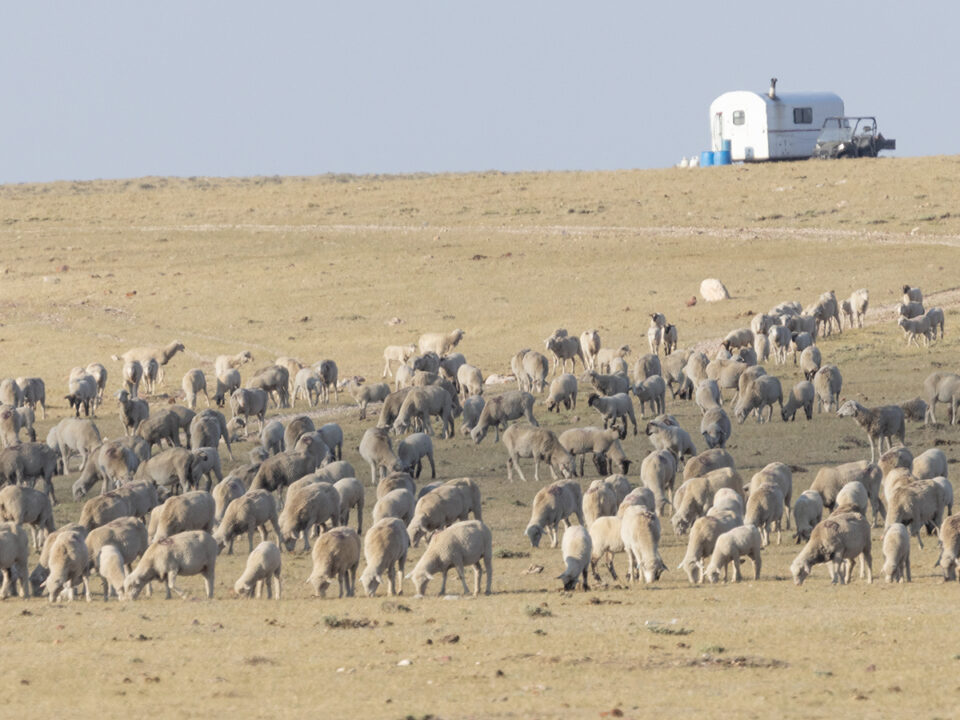 Freedom for Wild Horses with Carol J. Walker | Rock Spring Grazing Association v. Wild Horses: Interview with Debbie Coffey