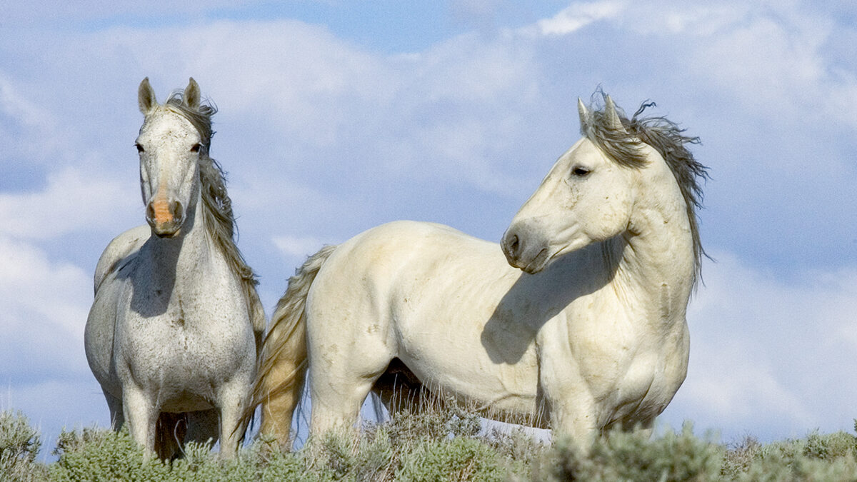 Freedom for Wild Horses with Carol J. Walker | Revisiting: Discovering Wild Horses