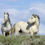 Freedom for Wild Horses with Carol J. Walker | Revisiting: Discovering Wild Horses