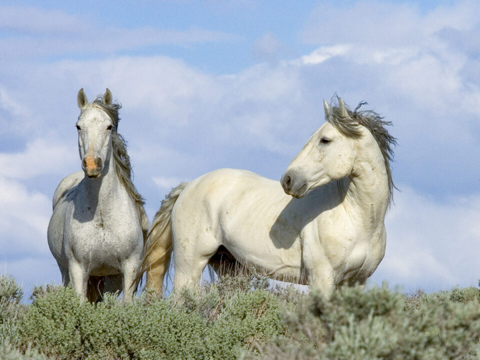 Freedom for Wild Horses with Carol J. Walker | Revisiting: Discovering Wild Horses