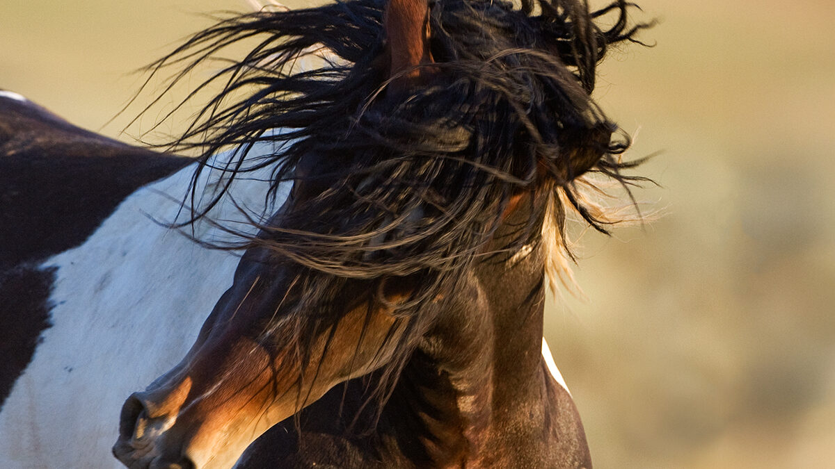 Freedom for Wild Horses with Carol J. Walker | Resistance is Everything