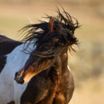 Freedom for Wild Horses with Carol J. Walker | Resistance is Everything