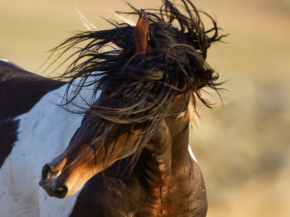 Freedom for Wild Horses with Carol J. Walker | Resistance is Everything