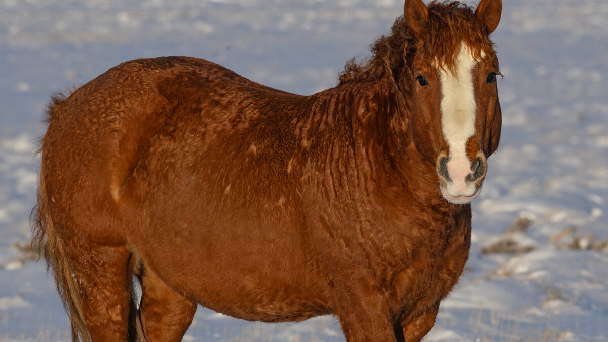 Freedom for Wild Horses with Carol J. Walker | Visiting Wild Horses in Winter II